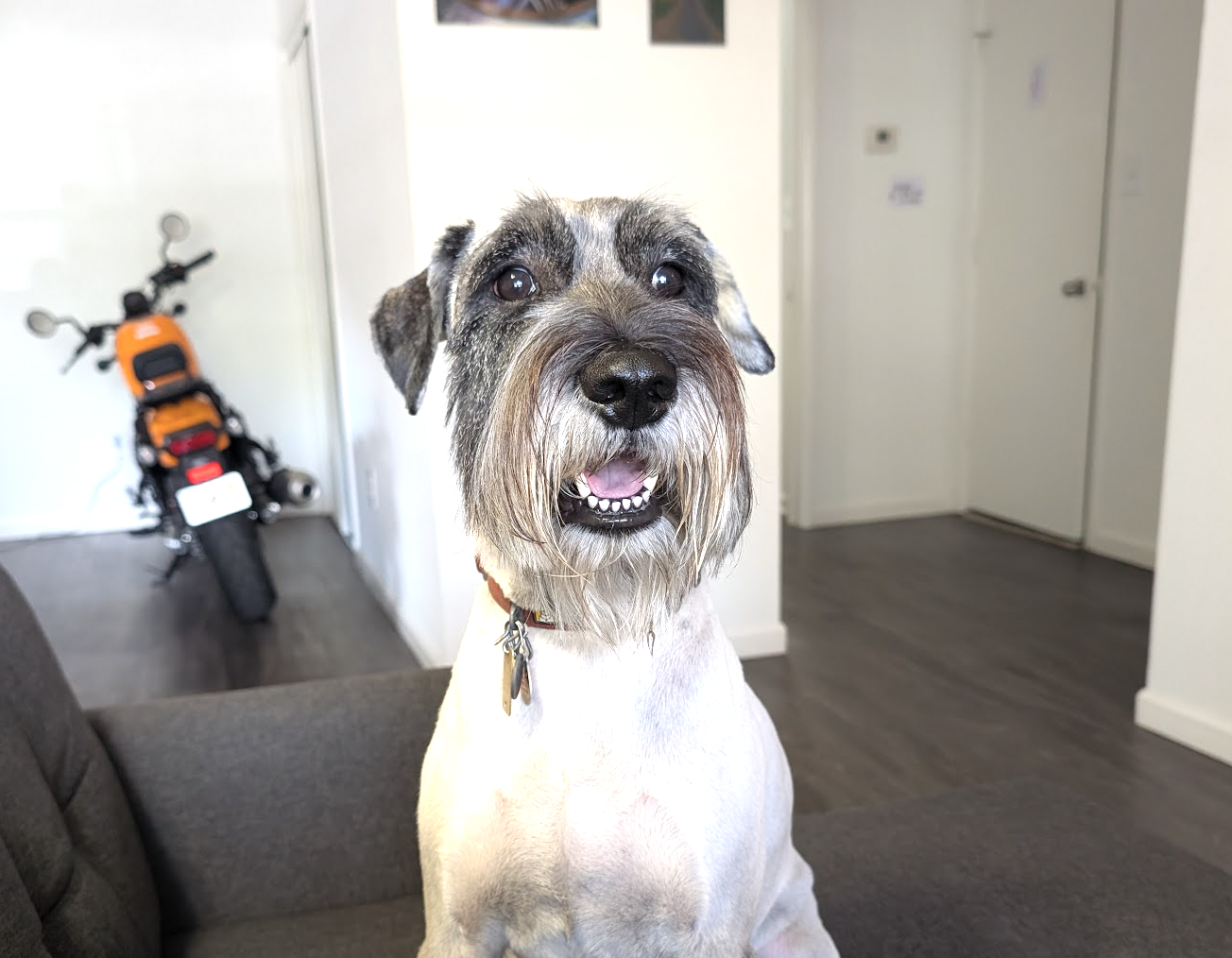 Zeno Doggo Dammann Jr